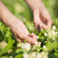 ORGANIC MA-LI-LA JASMINE