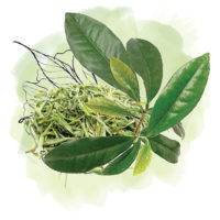 สารสกัดจากชาเขียว GREEN TEA EXTRACT