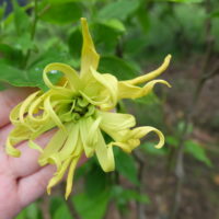 THE CHARM OF SIAMESE BLOSSOMS