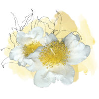 Ironwood Flower Pollen Extract