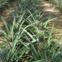 THE ICONIC PHUKET PINEAPPLE