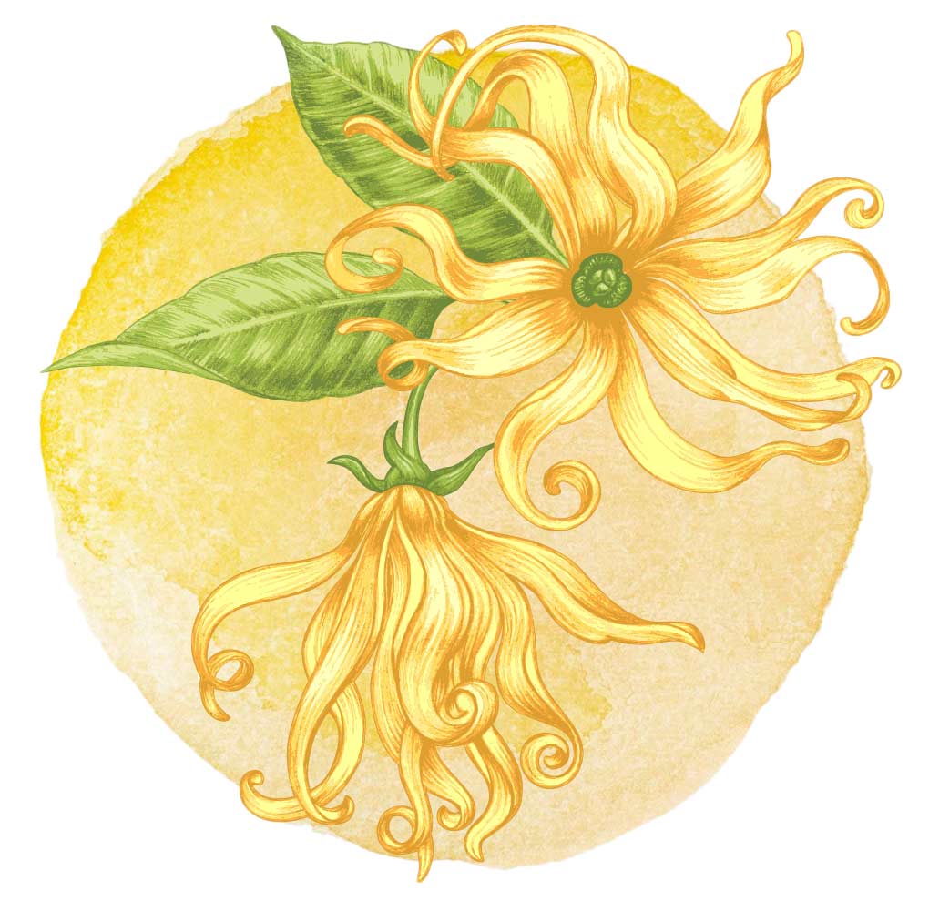 ylang ylang flower